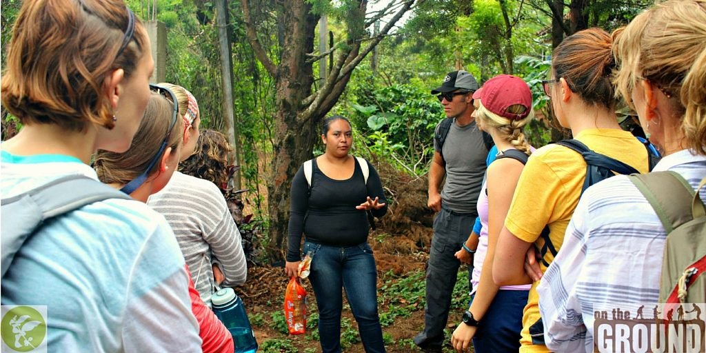 Rebuilding Nicaragua's Coffee Fields